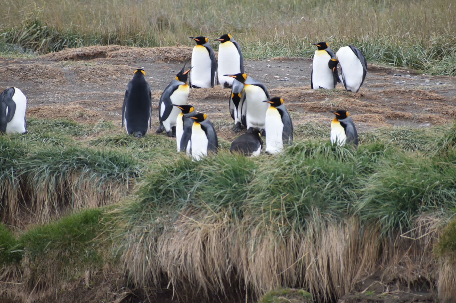 Punta Arenas