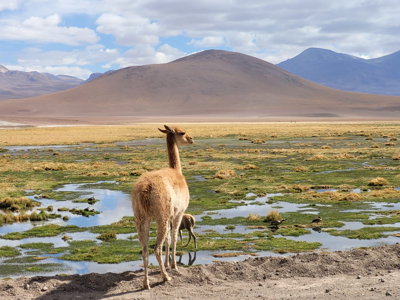 San Pedro de Atacama