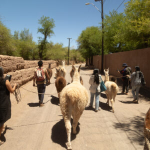 Tour Ancestral caminando con llamas